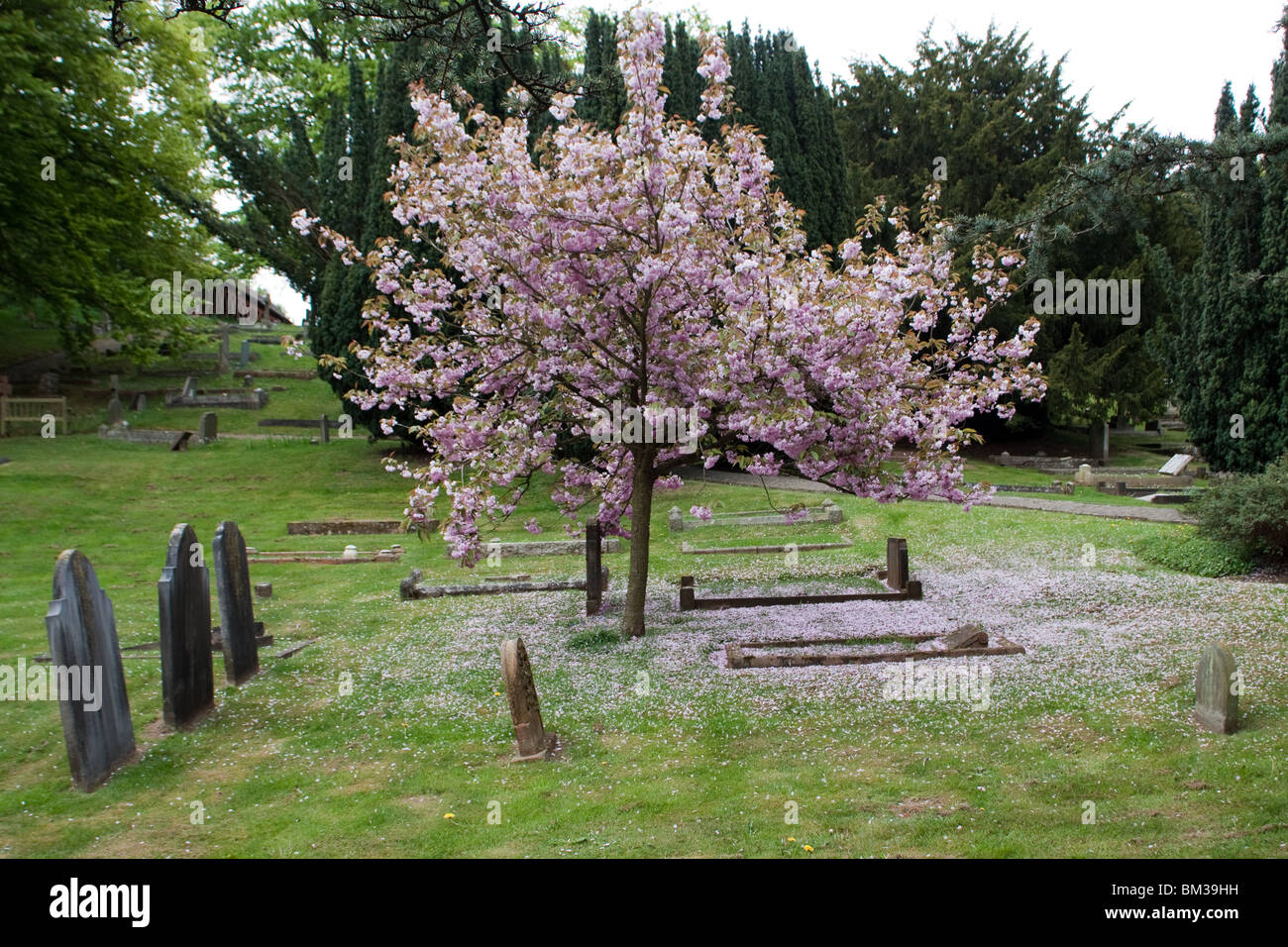 Cherry Tree à Watts, chapelle du cimetière Compton, Surrey Banque D'Images