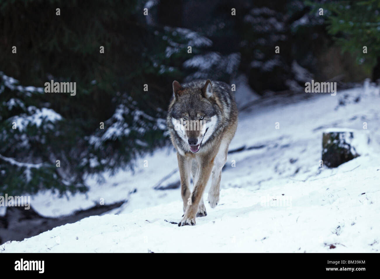 Le loup, Canis lupus, Raubtier, hiver, schnee Banque D'Images