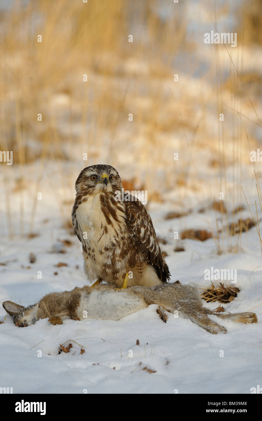 Buse variable (Buteo buteo). Un adulte debout sur sa proie, un lapin. Banque D'Images Buse variable (Buteo buteo). Un adulte debout sur sa proie, un lapin. Banque D'Images