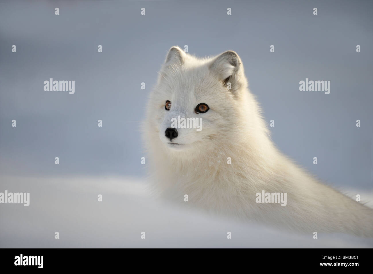 Le renard arctique (Alopex lagopus), en manteau d'hiver, portrait. Banque D'Images