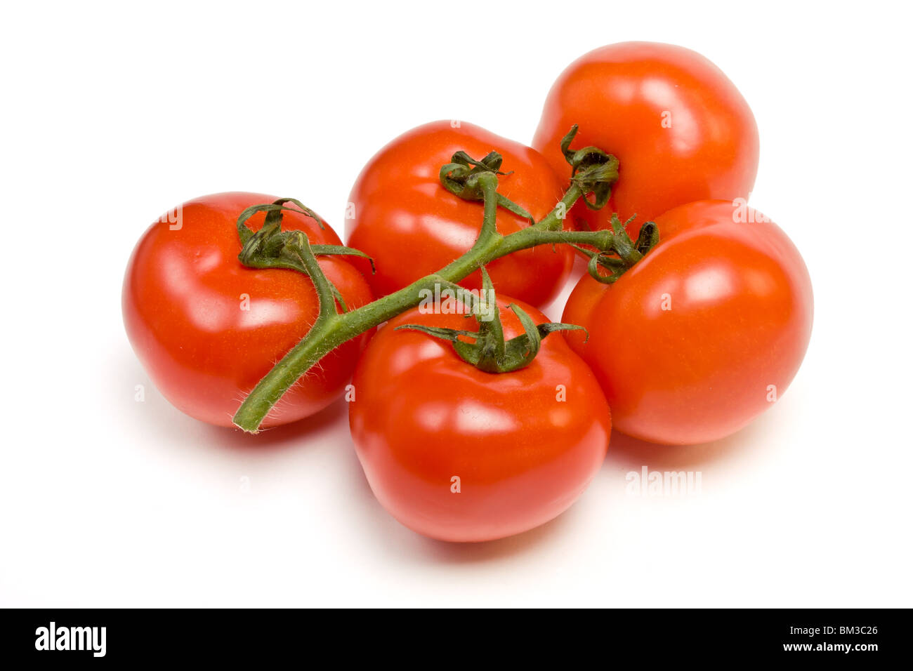 Vigne de tomate perspective faible contre isolé sur fond blanc. Banque D'Images