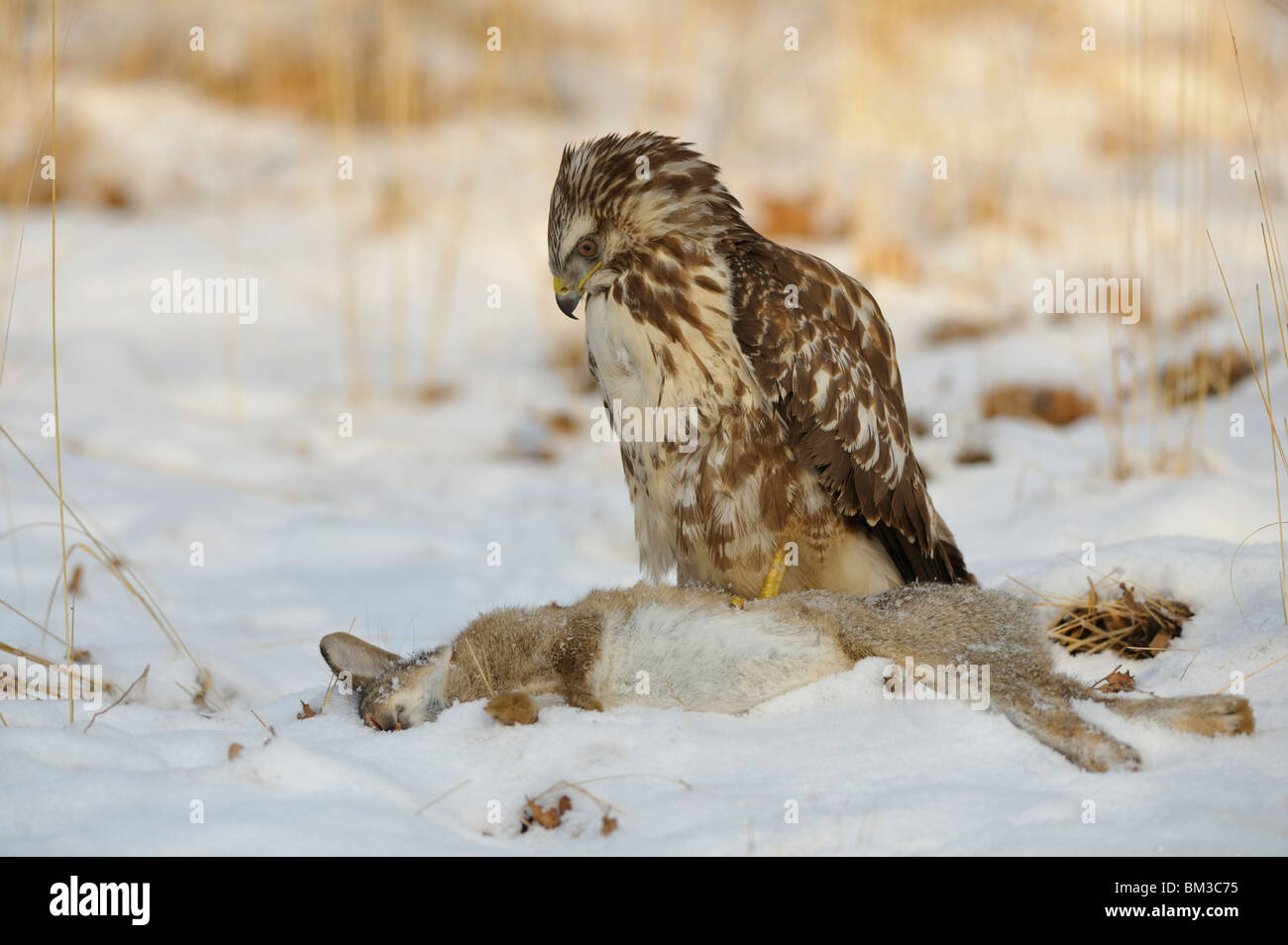 Buse variable (Buteo buteo). Un adulte perché sur le sol tout en regardant sa proie, un lapin. Banque D'Images Buse variable (Buteo buteo). Un adulte perché sur le sol tout en regardant sa proie, un lapin. Banque D'Images