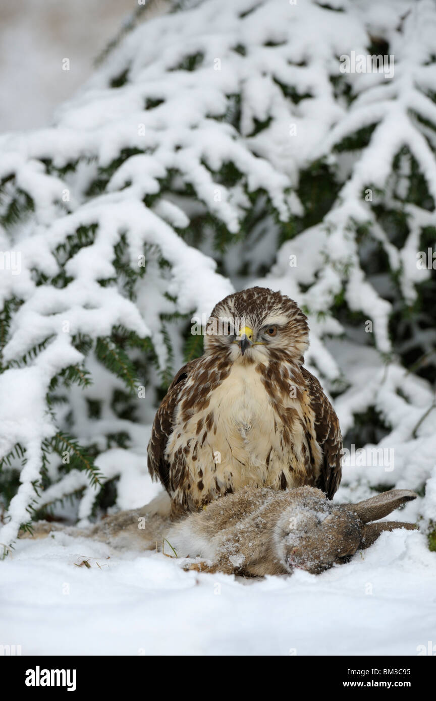 Buse variable (Buteo buteo). Un adulte perché sur le sol tout en regardant sa proie, un lapin. Banque D'Images Buse variable (Buteo buteo). Un adulte perché sur le sol tout en regardant sa proie, un lapin. Banque D'Images