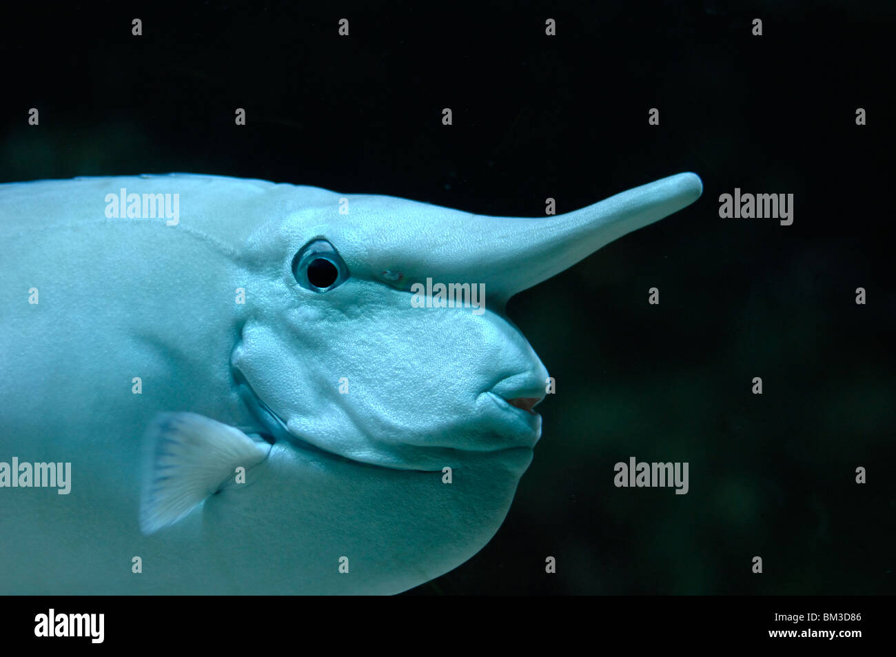 Museau pointu ou bec long de Whitemargin Unicornfish Naso annulatus Banque D'Images
