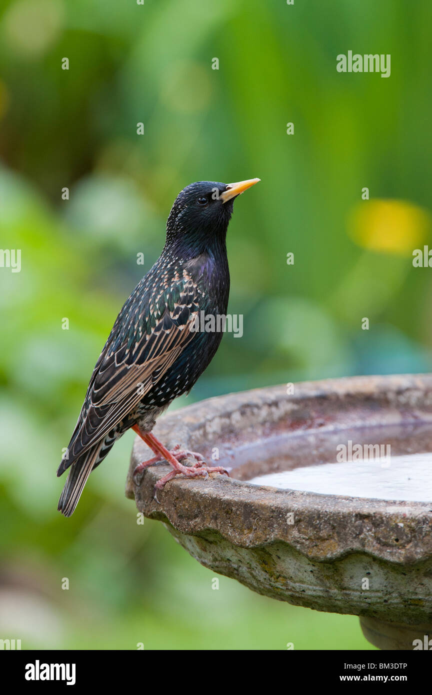 Sturnus vulgaris. Starling sur un birdbath dans un jardin anglais Banque D'Images