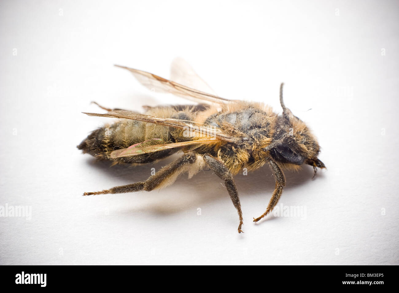 Abeille poussiéreux et mort Banque D'Images