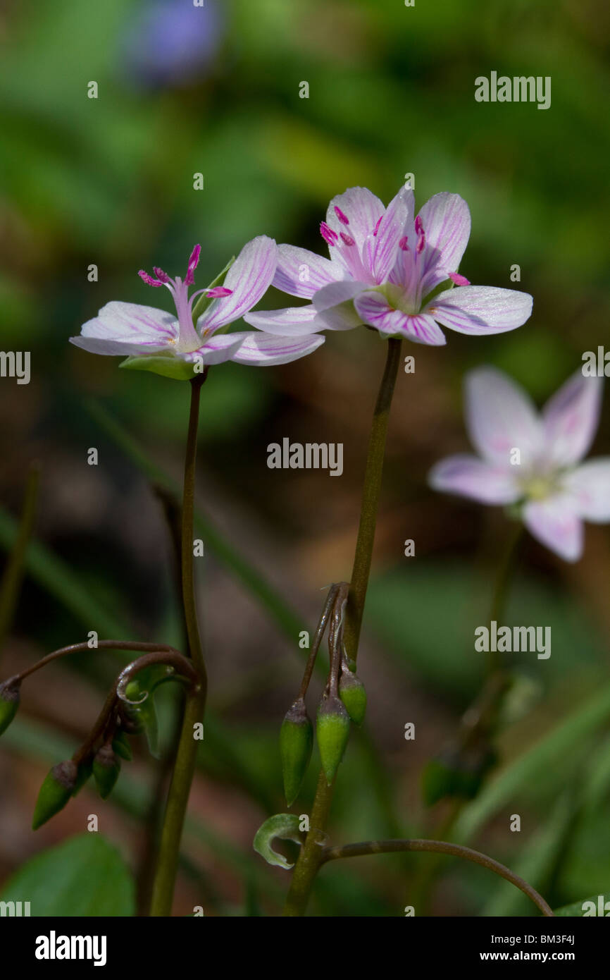 Beauté de printemps de l'est - petite Claytonia virginica dans le jardin, Lilburn, Géorgie Banque D'Images