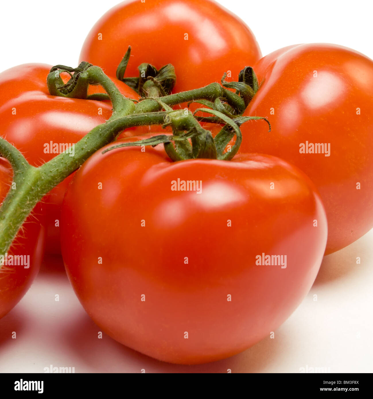 Arrière-plan de vigne tomate perspective faible contre isolé sur fond blanc. Banque D'Images