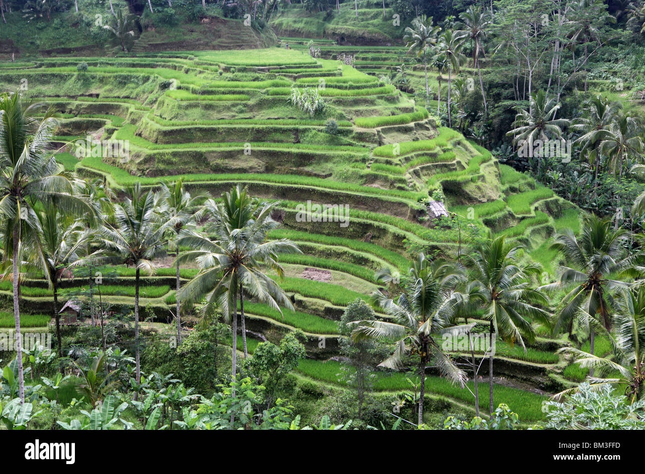 Rizières en terrasses dans la campagne de Bali, Indonésie. Banque D'Images