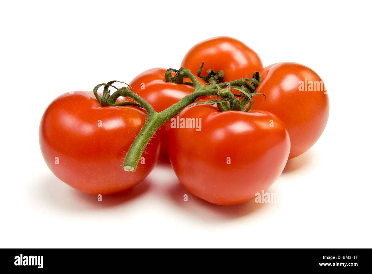 Vigne de tomate perspective faible contre isolé sur fond blanc. Banque D'Images