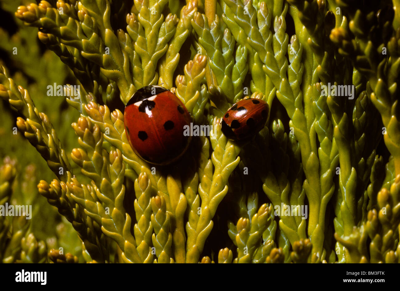 Coccinelle (Coccinella spot 11 11-punctata : Coccinellidae) sur le droit à l'entreprise d'une beaucoup plus grande 7-spot ladybird, UK Banque D'Images