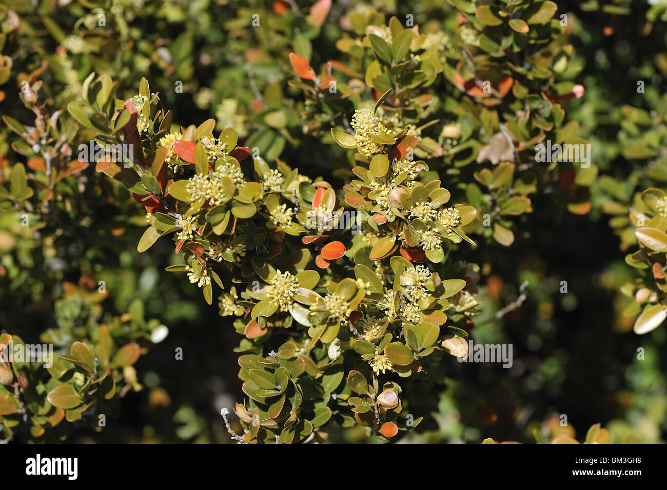 Common box (Buxus sempervirens) Banque D'Images