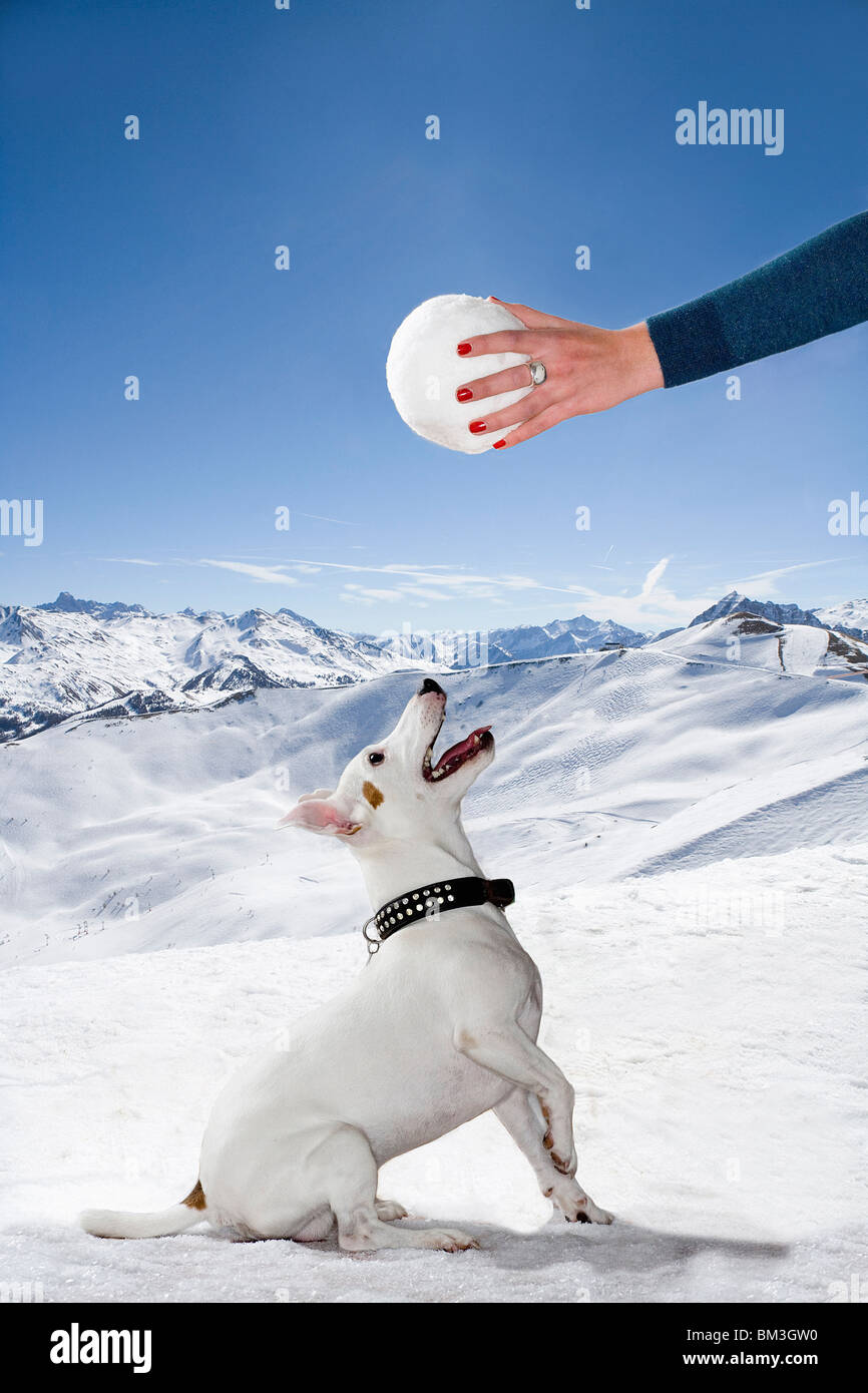 Chien dans la neige a l'air jusqu'à snowball Banque D'Images