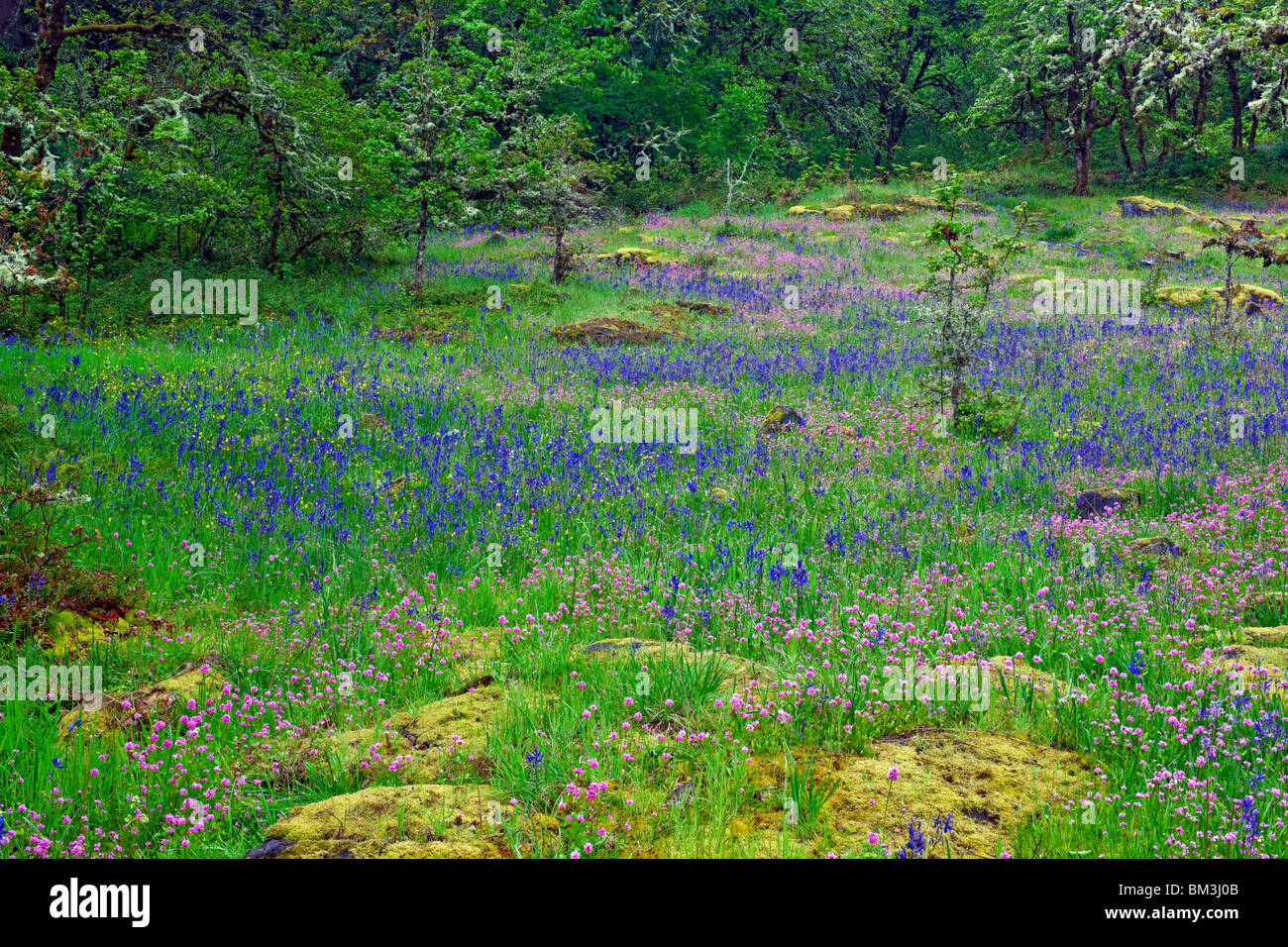 Rosy le plectritis camassies bleu et mettez en surbrillance la prolifération printanière dans l'Oregon's Camassia espace naturel. Banque D'Images