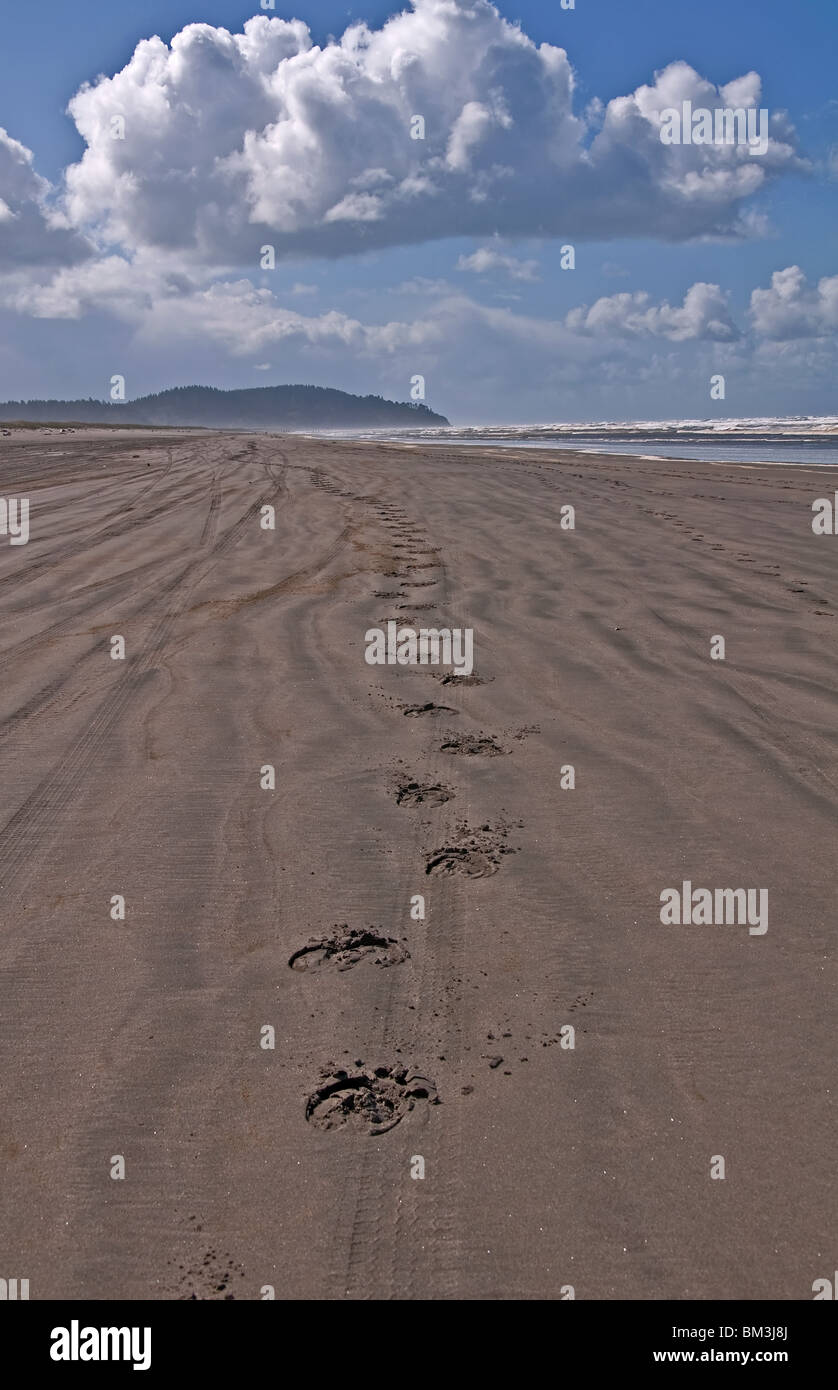 Empreintes de sabot de cheval Banque de photographies et d'images à haute  résolution - Alamy