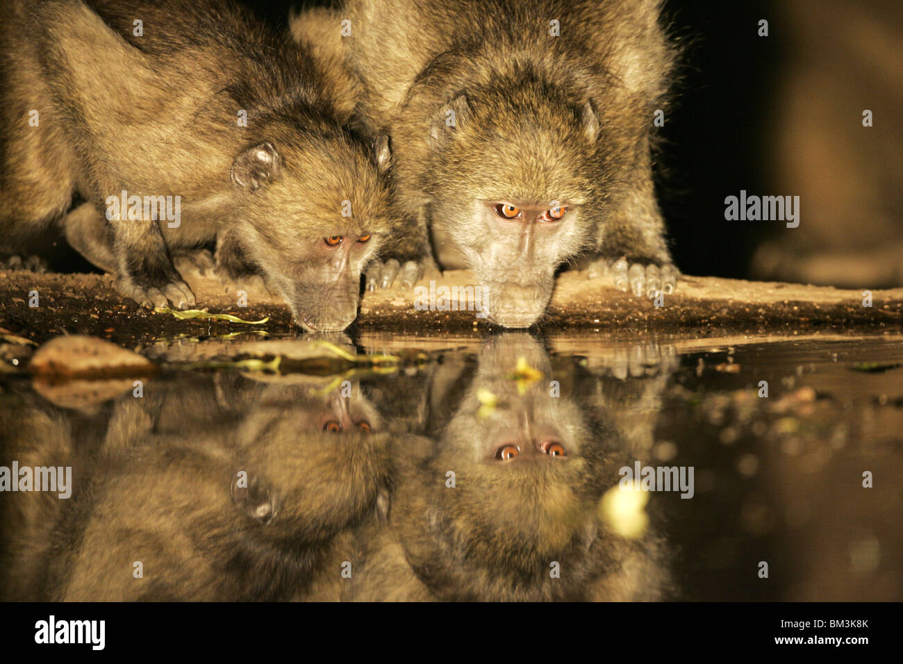 Des babouins chacma boire la nuit Banque D'Images