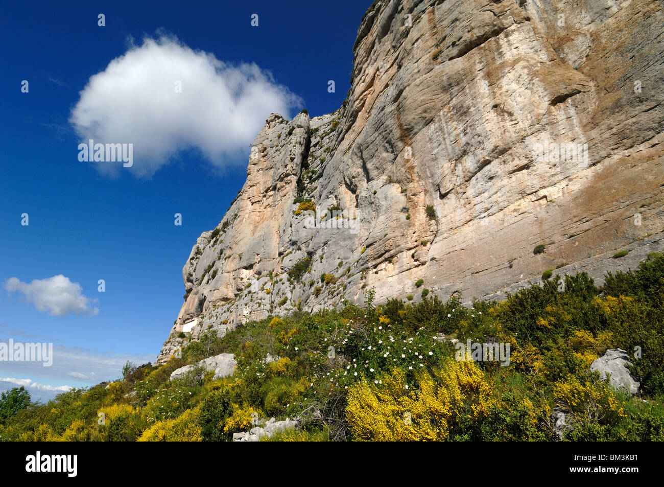 Robion Falaises & balai espagnol à Fleurs (Catégorie : Augmente Melangez junceum) Gorges du Verdon, ou des Gorges du Verdon, Alpes de Haute-Provence, France Banque D'Images