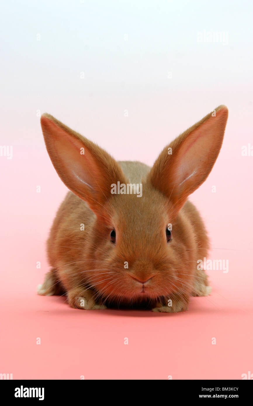 Junges Kaninchen / jeunes bunny Banque D'Images