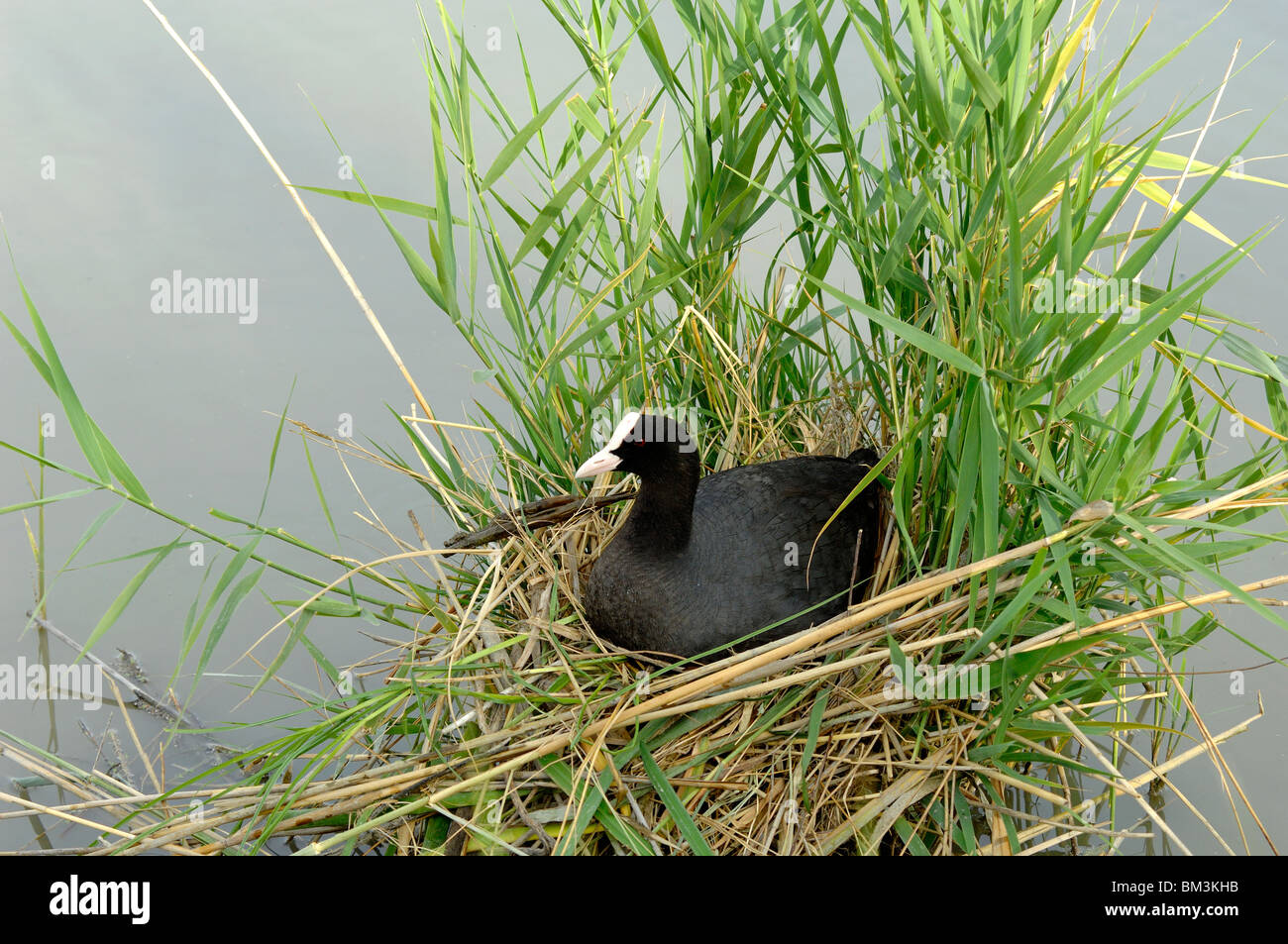 Moot eurasien (Fulica atra) alias Craot commun ou Craot australien assis sur Nest parmi les reedbeds, Camargue, Provence, France Banque D'Images