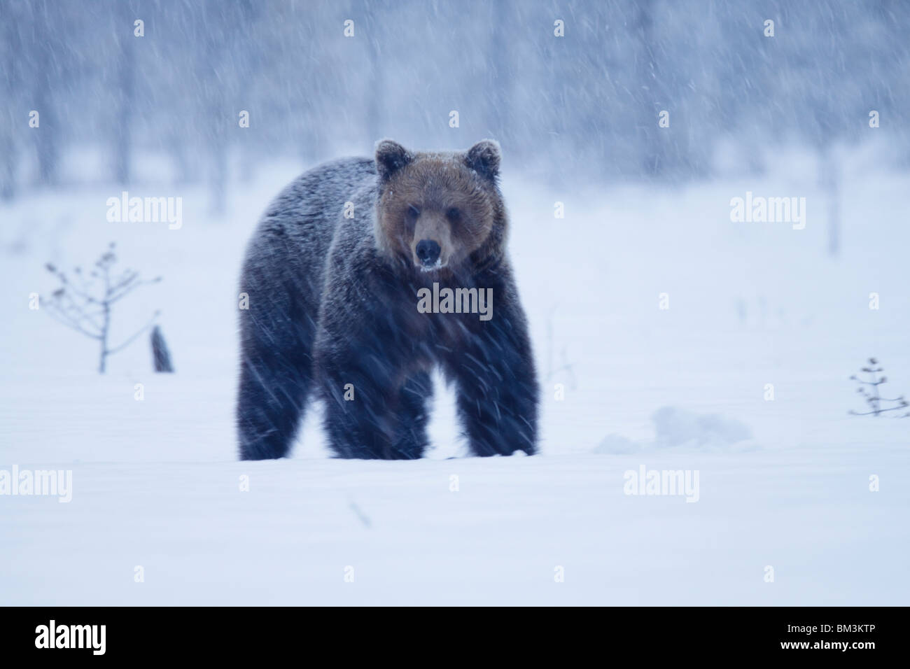 Ours brun eurasien lors de fortes chutes de neige. Banque D'Images