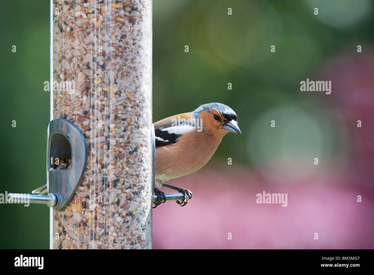 Fringilla coelebs. Chaffinch mâles se nourrissent d'une alimentation pour oiseaux Banque D'Images