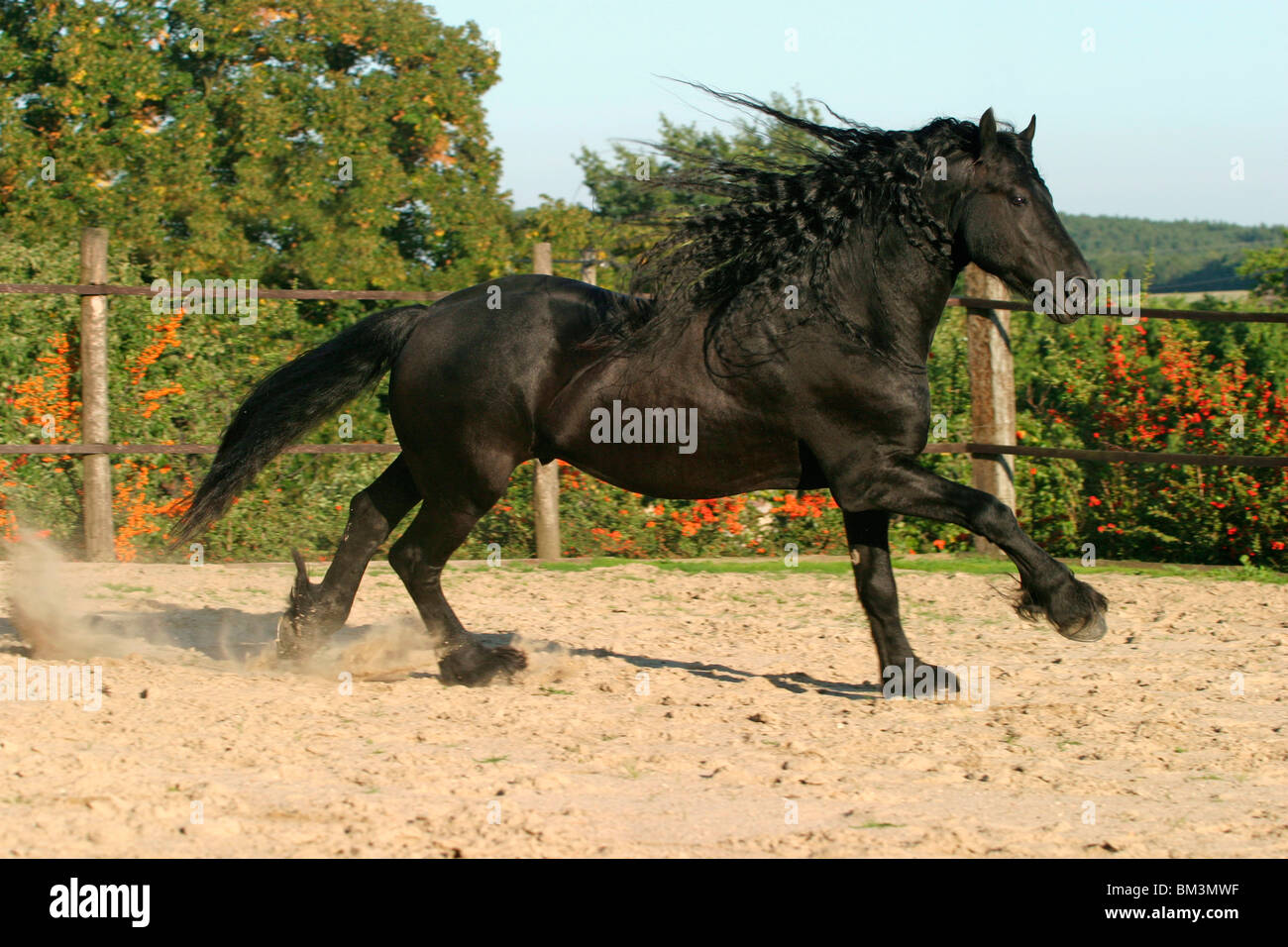 Rennender Friesenhengst / course étalon Frison Banque D'Images
