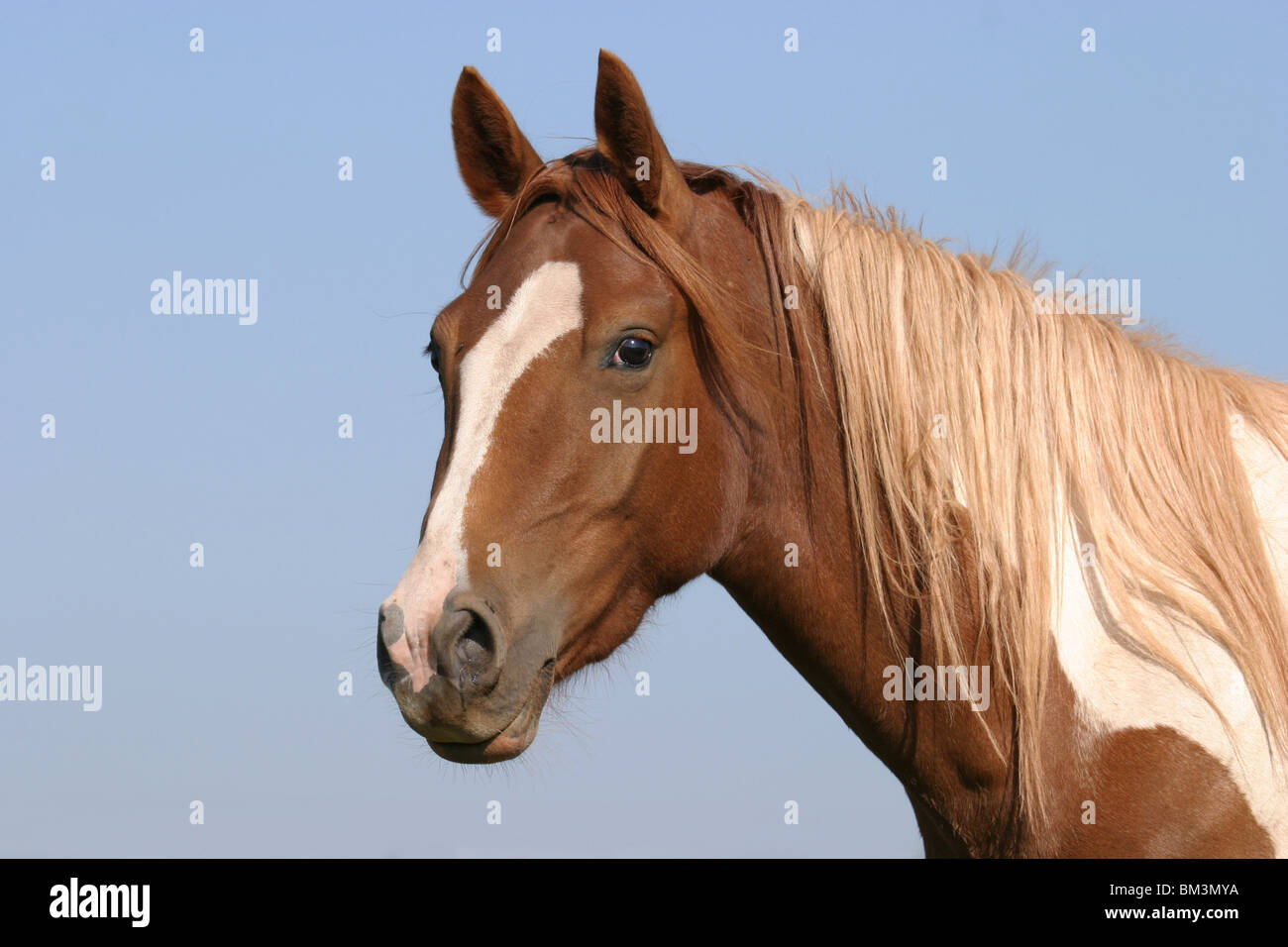 Portrait Cheval Banque D'Images