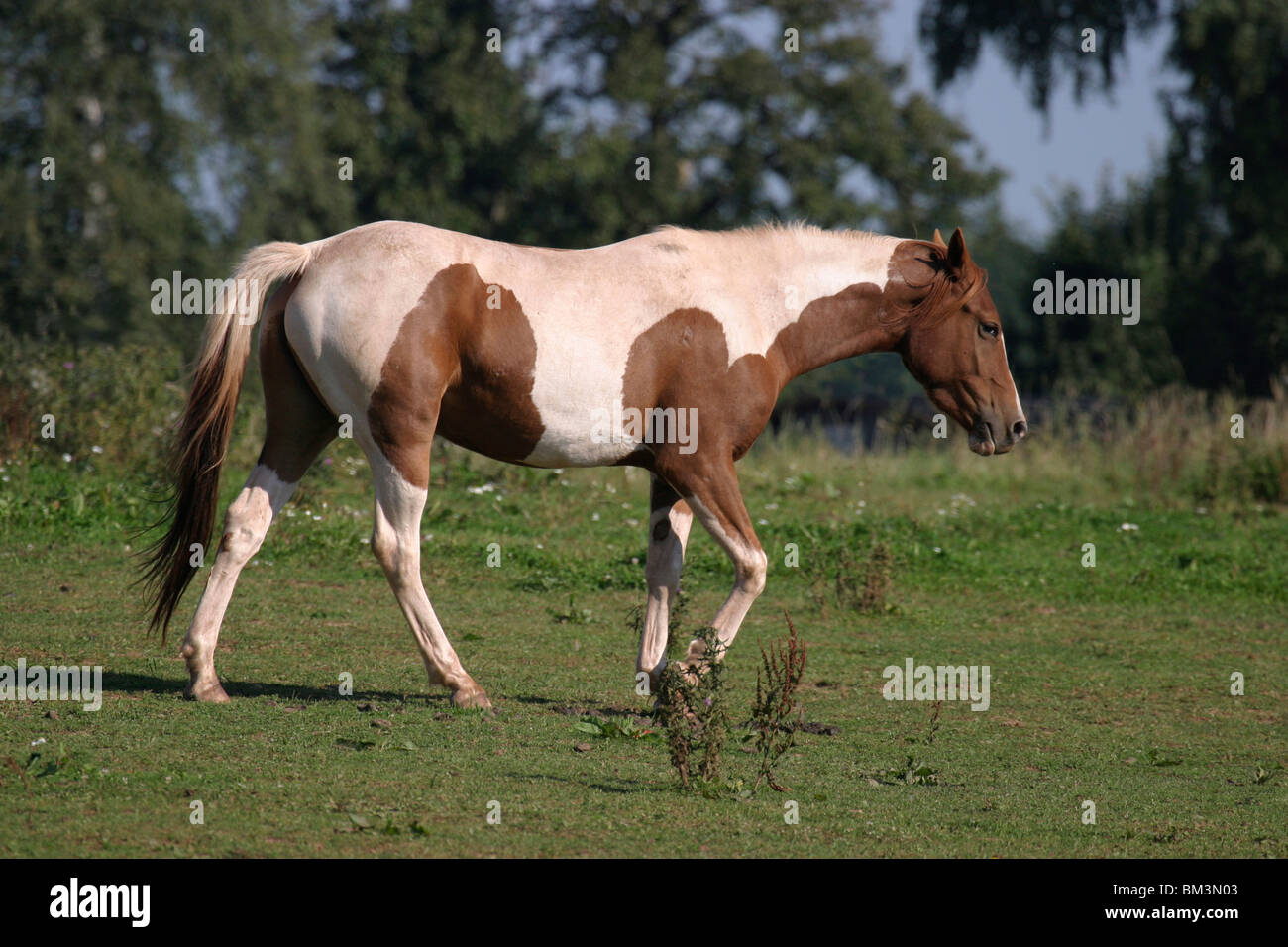 Paint Horse Banque D'Images