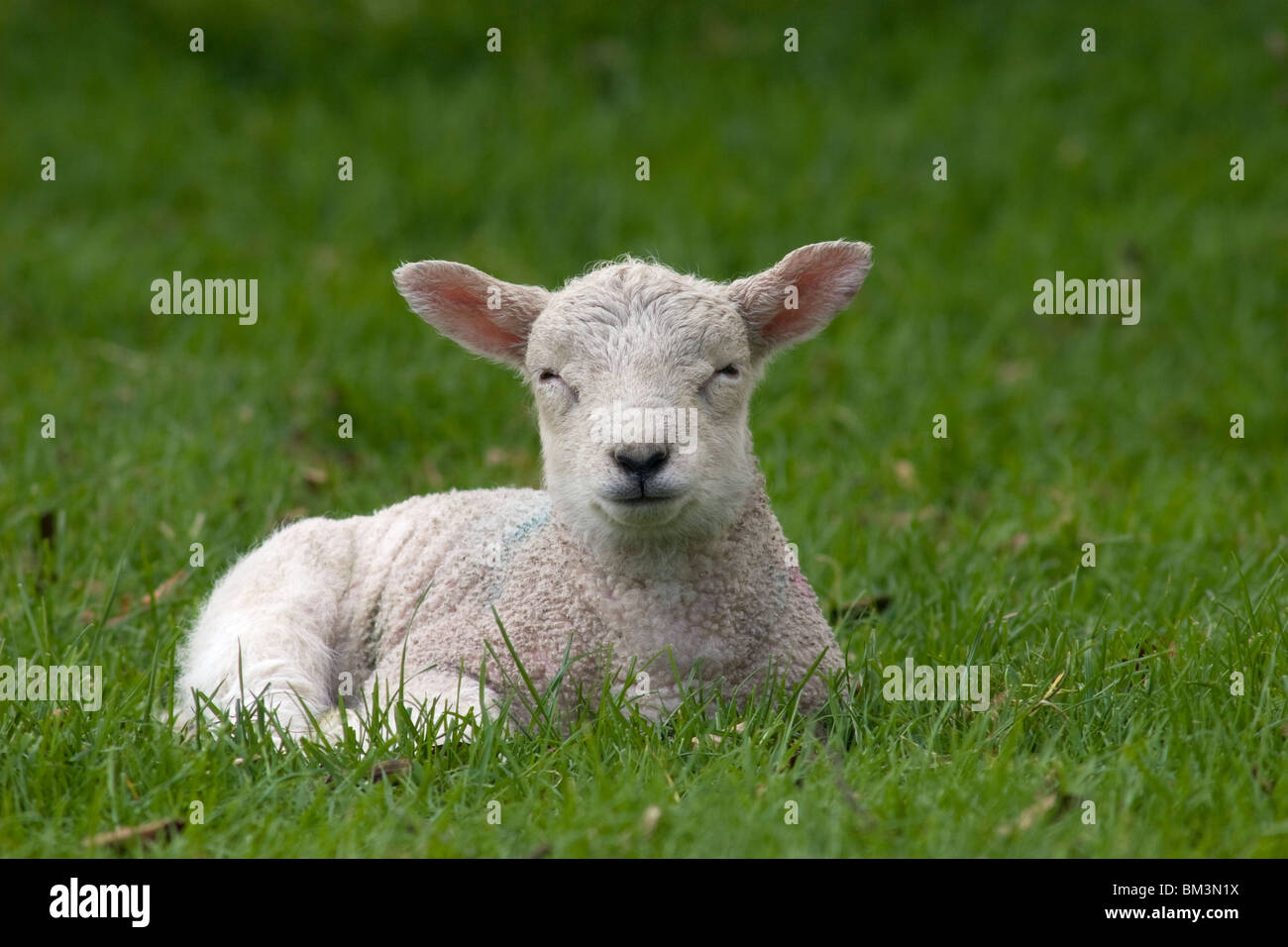 Cute white baby lamb sitting in field Banque D'Images