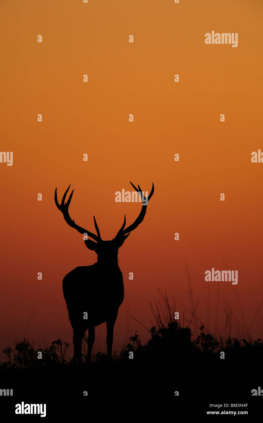 Red Deer (Cervus elaphus). La silhouette de cerf au crépuscule. Banque D'Images