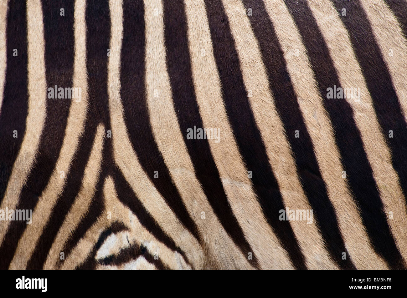 Hartmanns Mountain Zebra Zebra hartmannae Equus, Banque D'Images