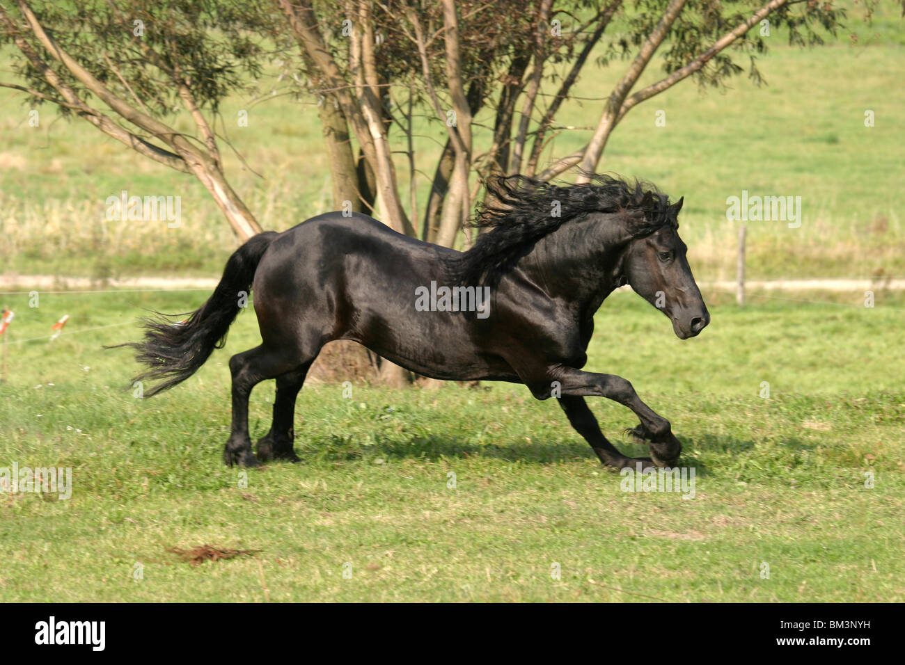 Rennender friese / course friesian Banque D'Images