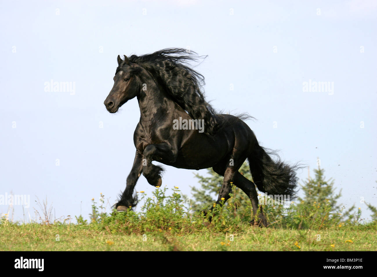 Rennender Friese / course friesian Banque D'Images
