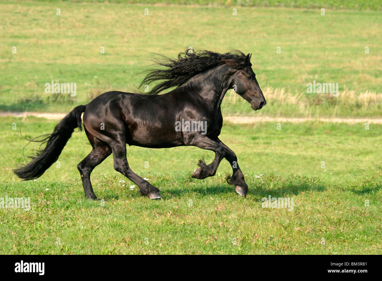 Rennender friese / course friesian Banque D'Images