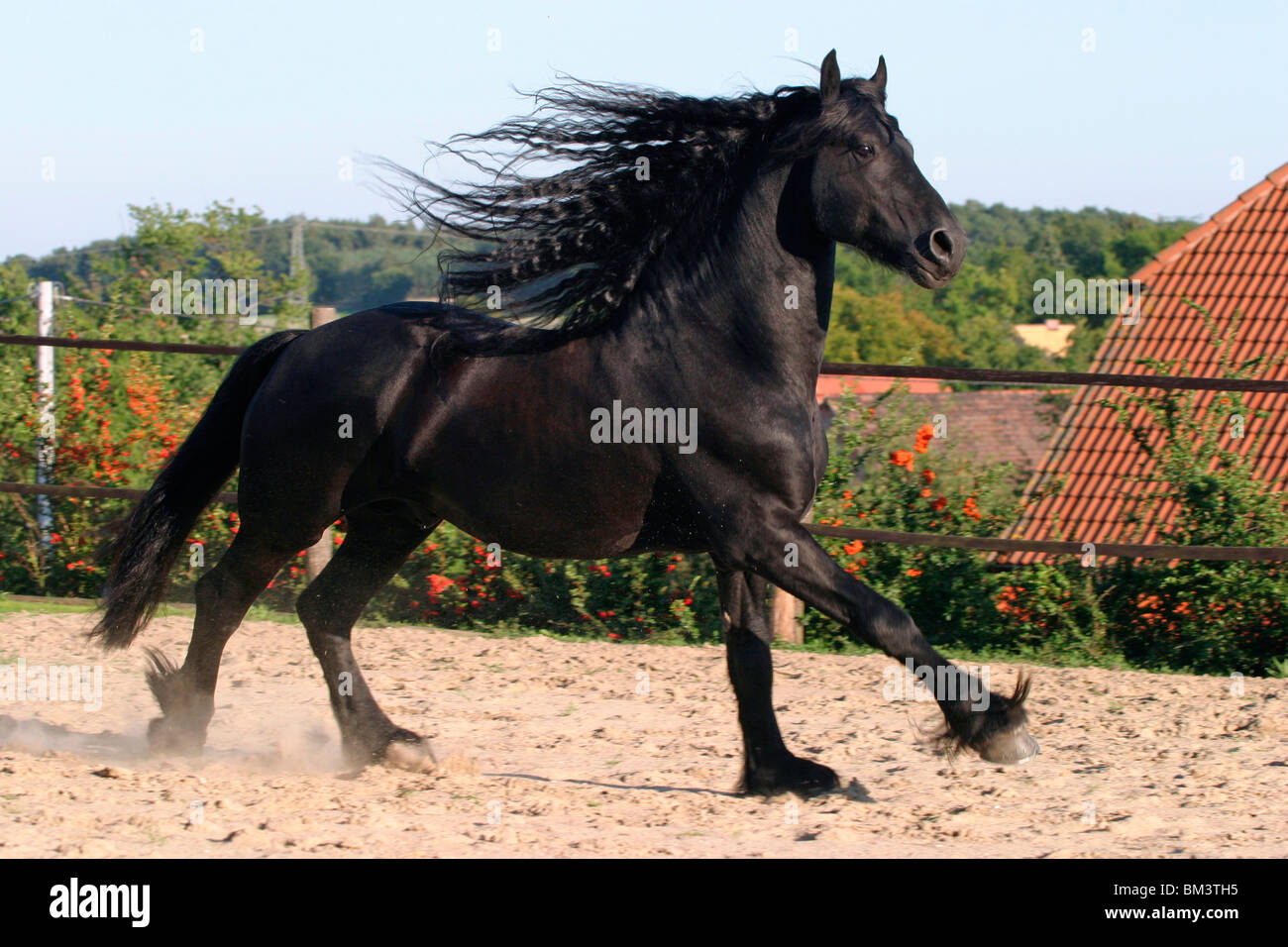 Rennender Friesenhengst / course étalon Frison Banque D'Images