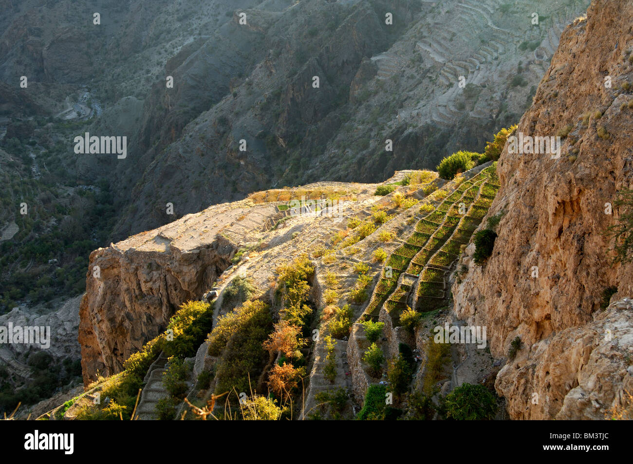 Les parcelles en terrasses près de Ash, Shirayjah Plateau Saiq, Jebel al Alkhdar, Al Hajar mountains, Sultanat d'Oman Banque D'Images