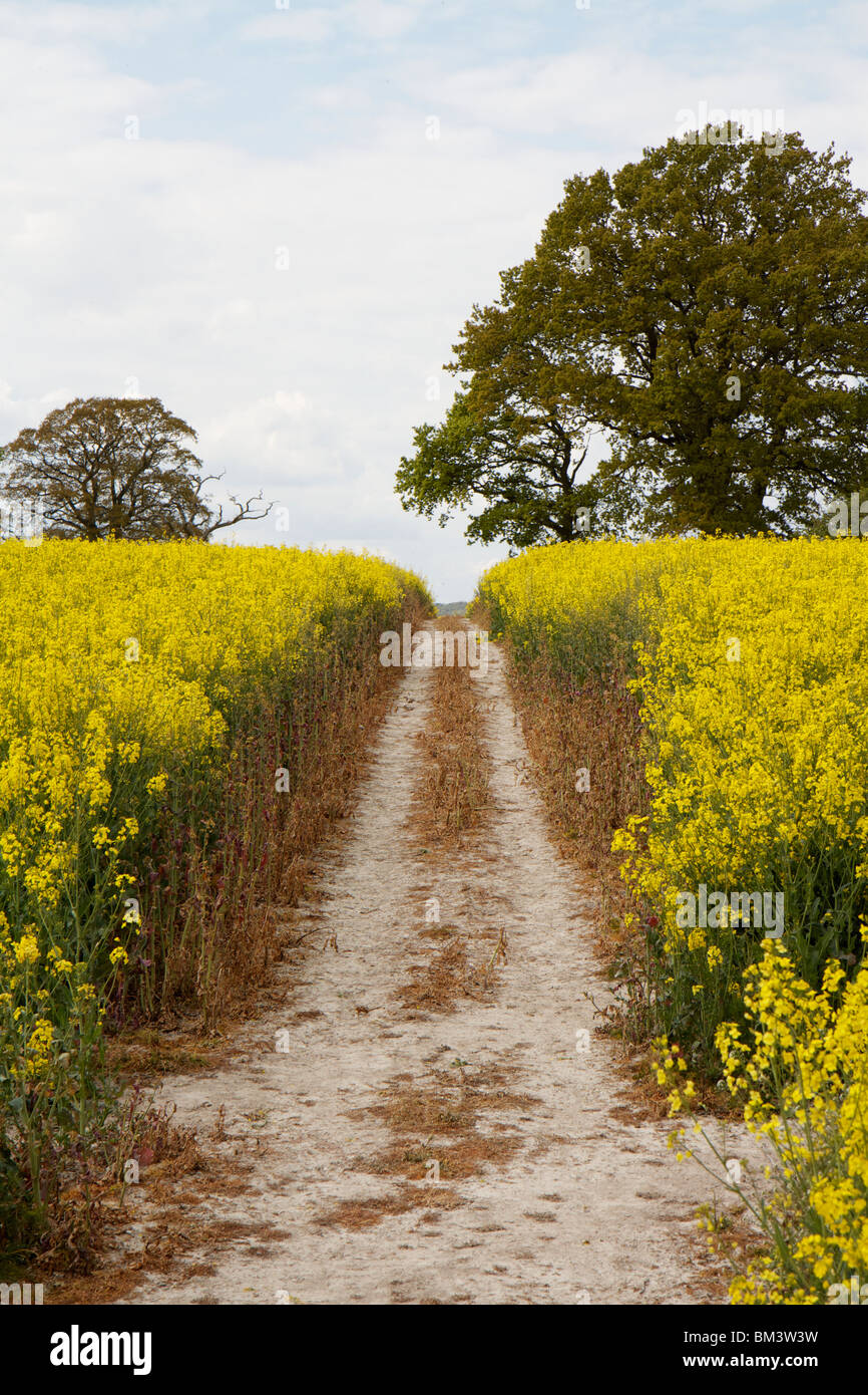 La voie agricole coupant à travers une récolte de colza jaune vif près de la South Downs Way Banque D'Images La voie agricole coupant à travers une récolte de colza jaune vif près de la South Downs Way Banque D'Images