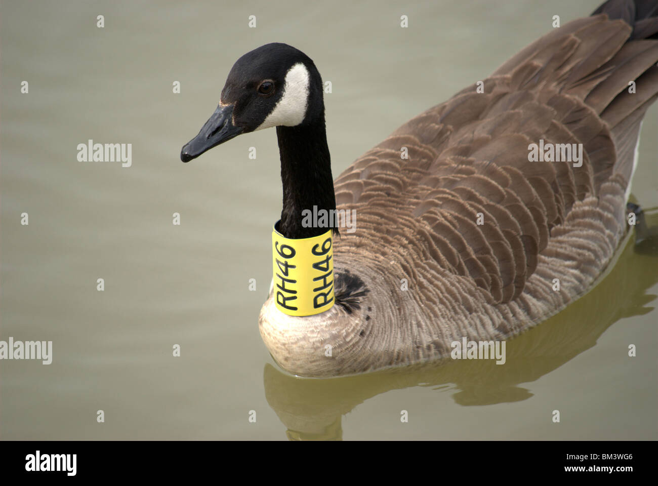 Canada Goose bagué pied et cou sur le canal Érié à Pittsford, New York USA Banque D'Images