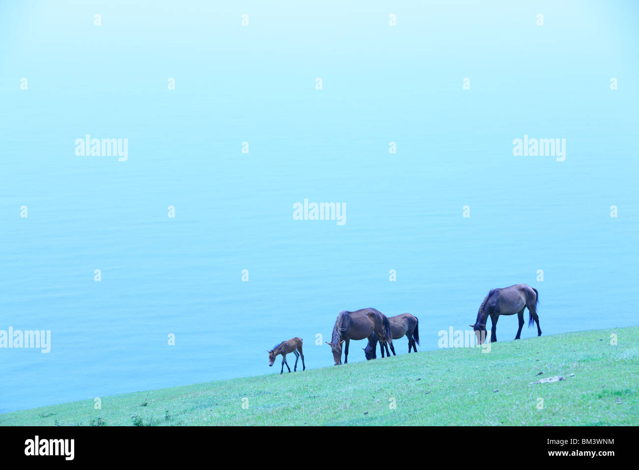 Quatre chevaux sur une colline, la Préfecture de Miyazaki, Kyushu, Japon Banque D'Images