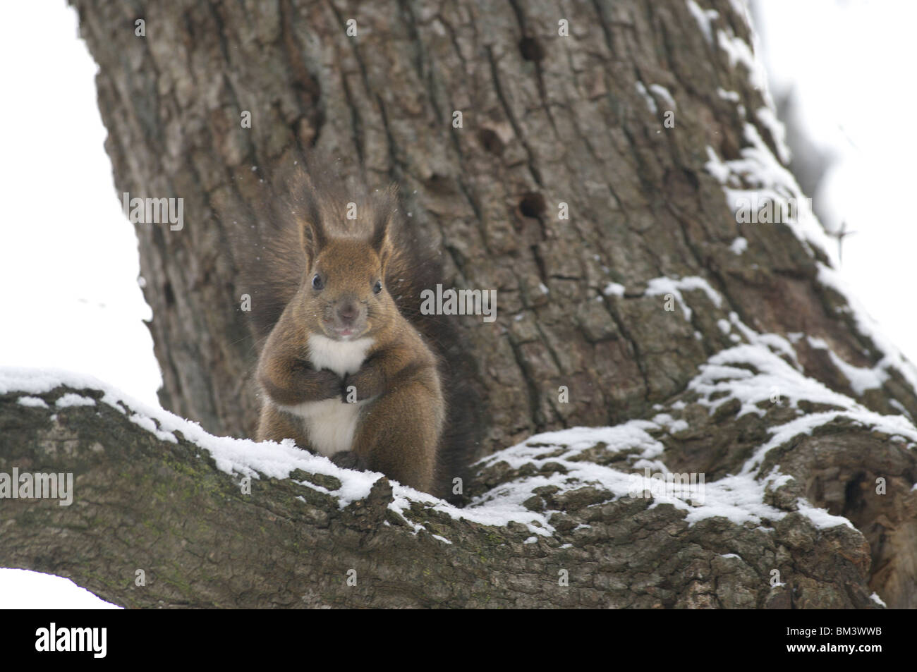 L'écureuil roux sur la branche en hiver Banque D'Images