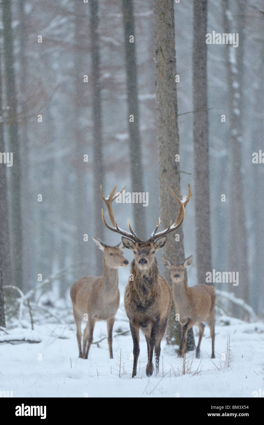 Red Deer (Cervus elaphus). Stag, Hind et veau en chute de neige durant l'hiver, aux Pays-Bas. Banque D'Images