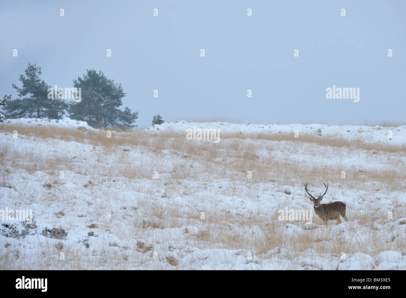Red Deer (Cervus elaphus). Stag en lande ouverte pendant l'hiver, aux Pays-Bas. Banque D'Images