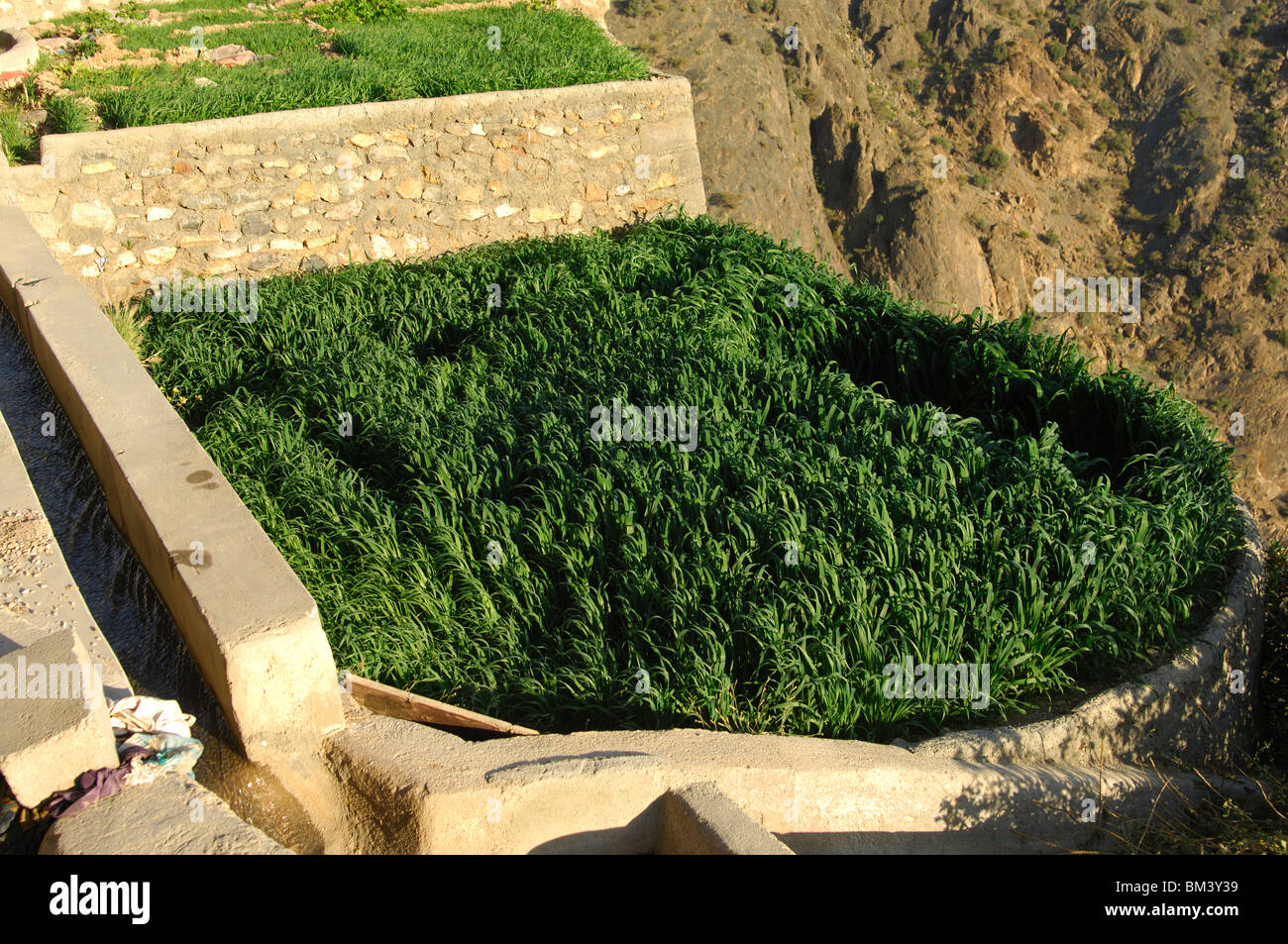 Petit grain terrain dans le village de cendres, Shirayjah Plateau Saiq, Jebel al Alkhdar, Sultanat d'Oman Banque D'Images