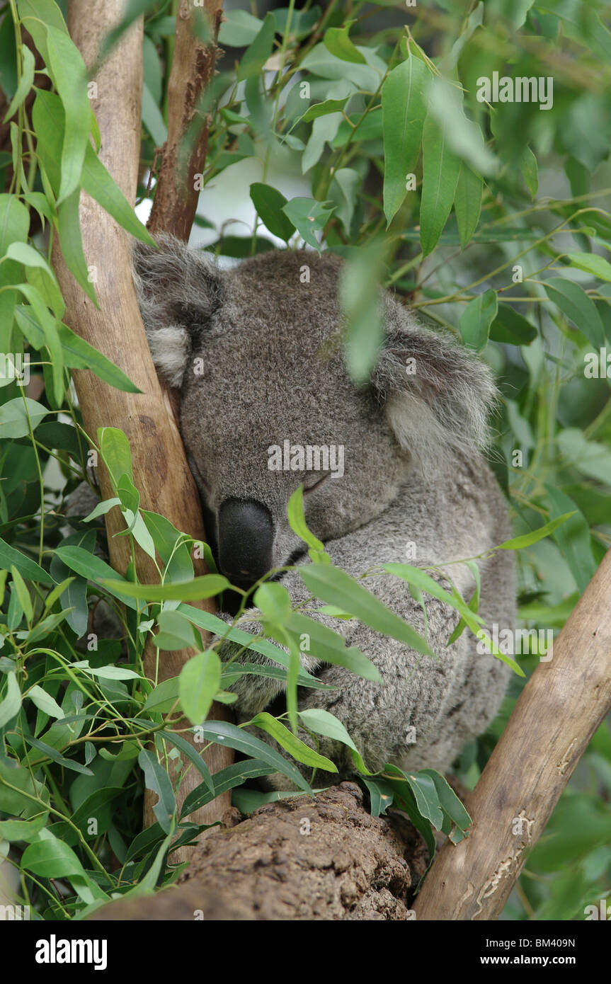 Koala dormir dans un eucalyptus Banque D'Images