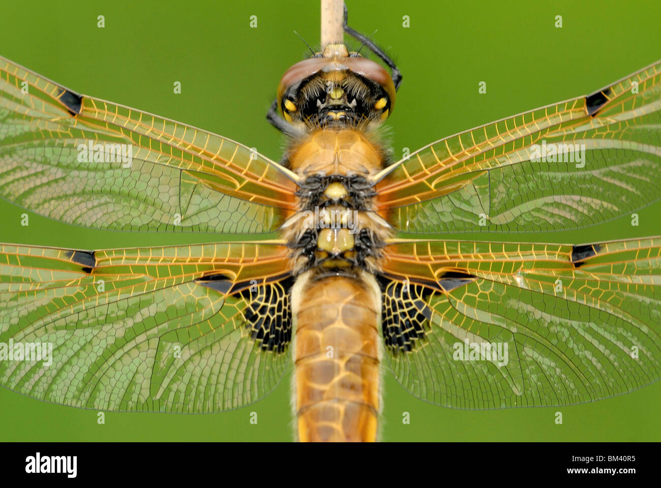 Four-spotted Chaser (Libellula quadrimaculata). Close-up de retour. Banque D'Images