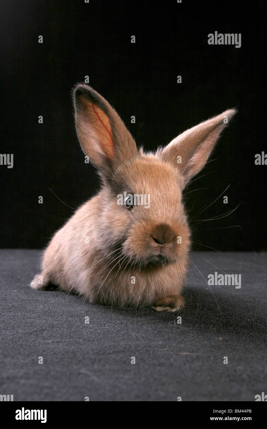 Junges Kaninchen / jeunes bunny Banque D'Images