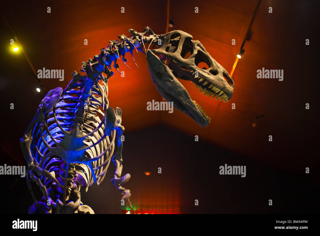 L'Allosaurus squelette de dinosaure dans le musée de Canterbury. Christchurch, Canterbury, île du Sud, Nouvelle-Zélande Banque D'Images