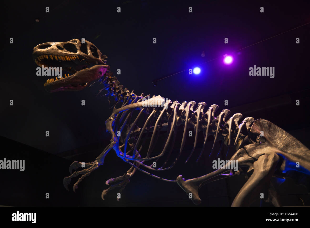 L'Allosaurus squelette de dinosaure dans le musée de Canterbury. Christchurch, Canterbury, île du Sud, Nouvelle-Zélande Banque D'Images