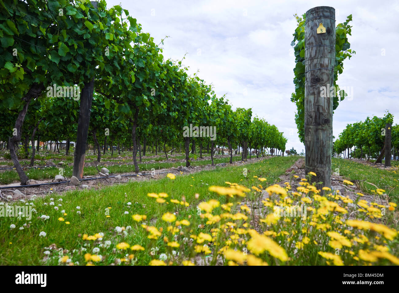 Vignoble dans la vallée de Waipara. Waipara, Canterbury, île du Sud, Nouvelle-Zélande Banque D'Images