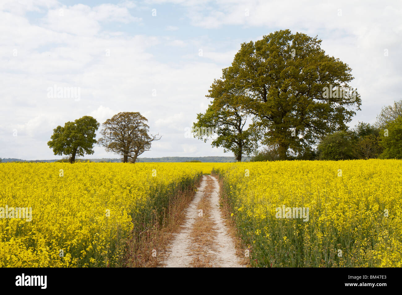 La voie agricole coupant à travers une récolte de colza jaune vif près de la South Downs Way Banque D'Images La voie agricole coupant à travers une récolte de colza jaune vif près de la South Downs Way Banque D'Images